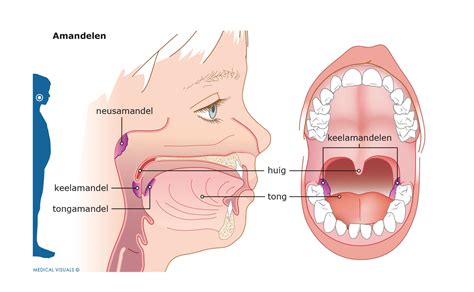 patient education medical visuals