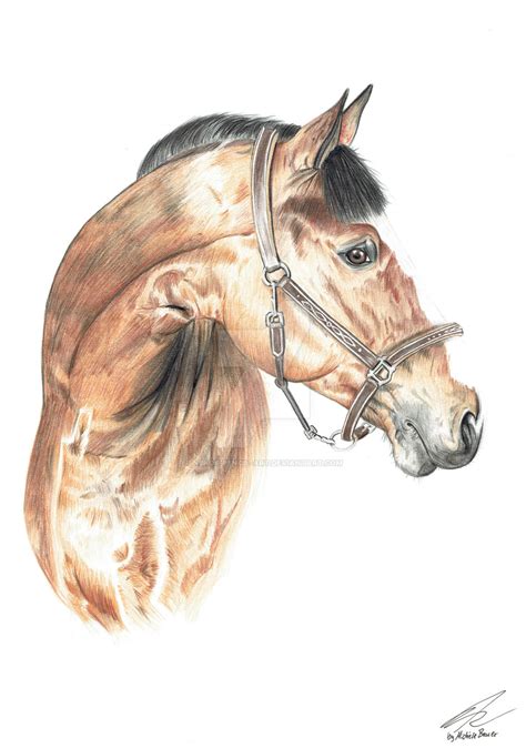 realistic horse drawing  nekos pencil art  deviantart