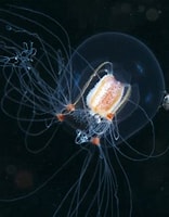 Afbeeldingsresultaten voor Hydrozoa. Grootte: 156 x 200. Bron: www.wired.com