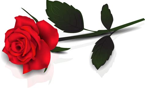rose   rose png images  cliparts  clipart library