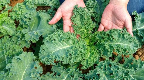 Kale Growth Stages How Fast Does Kale Grow