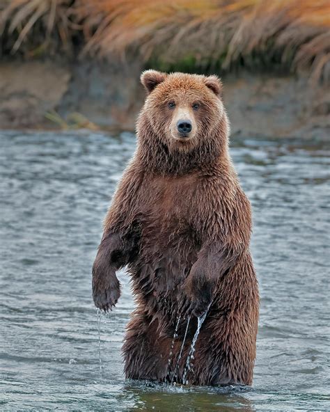 standing bear photograph  gary langley fine art america