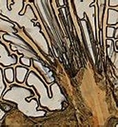 Afbeeldingsresultaten voor Neoleanira tetragona Stam. Grootte: 171 x 129. Bron: commons.wikimedia.org