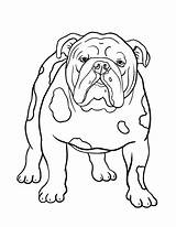 Bulldog Coloring Pages English Dog Printable Clipart Old Color Drawing Bull Pdf Sheets Bulldogs Puppy Dogs Sheepdog Family Patterns Coloringcafe sketch template