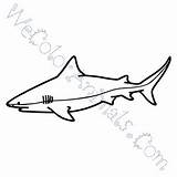 Bull Shark Drawing Coloring Pages Click Clipartmag sketch template