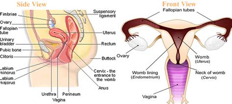 Front And Side Views Of Woman Reproductive System