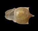 Afbeeldingsresultaten voor "cavolinia tridentata Danae". Grootte: 129 x 106. Bron: www.aphotomarine.com