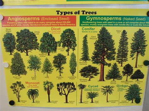 types  trees google search xmas tree images monterey cypress