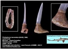 Afbeeldingsresultaten voor "Amphistaurus Lanceolatus". Grootte: 139 x 100. Bron: shark-references.com