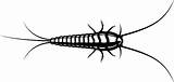 Silverfish Illustrations Vector Graphics Clip sketch template