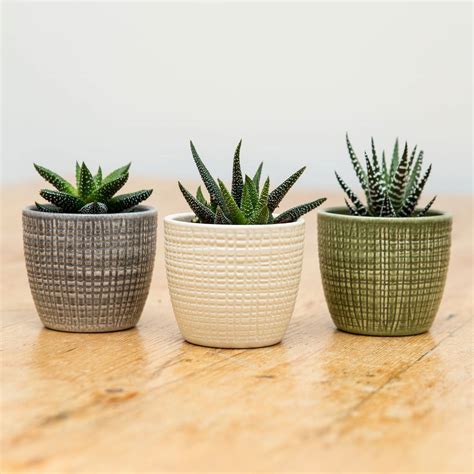 trio  ceramic planters  succulent plants  stupid egg interiors