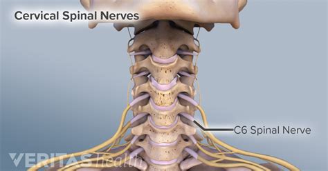 all about the c5 c6 spinal segment images and photos finder