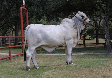 lot 2 lmc lf polled sam 170 6 cattle in motion cattle auctions live broadcasts online