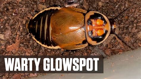 warty glowspot roaches youtube