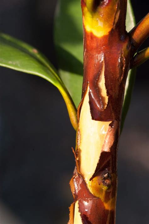 tristaniopsis laurina luscious ™ dow10 downes nursery sydney