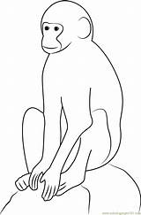 Vervet Mammals Monkeys Langur Coloringpages101 sketch template