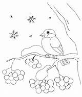 Bouvreuil Gil Kolorowanka Colorkid Bullfinch sketch template