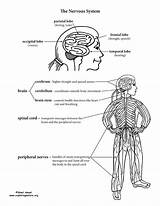Nervous Brain Endocrine Human Exploringnature Labeling Senses Anatomy Peripheral Nervoussystem sketch template
