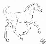 Lineart Coloring Foal Foals Horses Gypsy Vanner sketch template