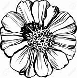 Zinnia Flower Drawing Coloring Zinnias Major Stock Illustration Vector Printable Getcolorings Pages Draw Color Getdrawings sketch template