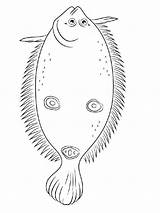 Coloring Pages Fish Flounder Printable Recommended Flounders Color sketch template