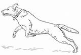 Labrador Retriever Coloring Jumping Draw Pages Drawing Printable Step Dog Drawings Color Dogs Line Retrievers sketch template