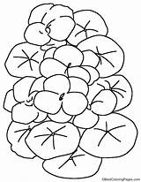 Nasturtium Flowers Coloring sketch template