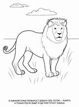 Animals Wild Coloring Pages раскраски Print Animal Kids животные для Lion раскрашивания дикие Camel животными Cheetah выбрать доску sketch template