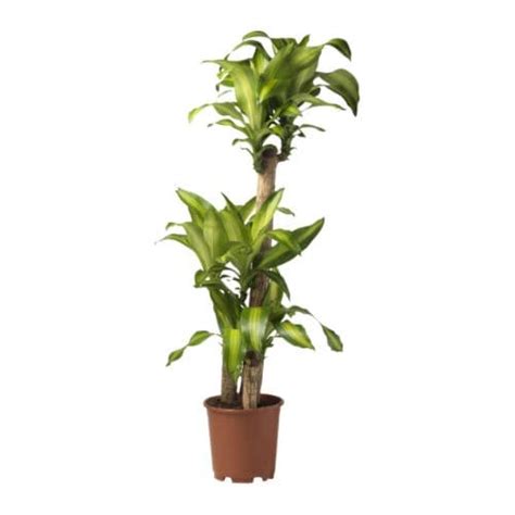 dracaena massangeana potted plant ikea