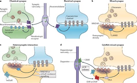 electrical synapses   functional interactions  chemical synapses semantic