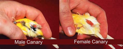 birds how to distinguish gender of canary