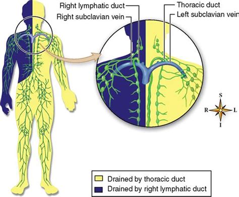 The Right Lymphatic Duct Drains Into Which Structure Best Drain