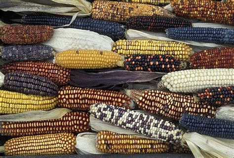 domestication  maize  america