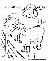 Herd Coloring Designlooter 1800 76kb Sheep Drawings sketch template