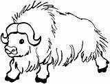 Buffalo Coloring Pages Bison Water Wildlife Animals Yak sketch template
