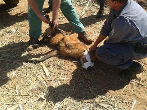 g1 lobo guará é localizado com a pata quebrada e preso em armadilha notícias em bauru e marília