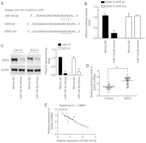 mir‑144‑3p inhibits tumor cell growth and invasion in oral squamous