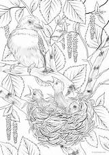 Nest Favoreads Coloriage Kaynağı Makalenin Couleur sketch template