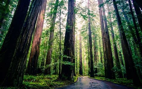 finding reverence   redwoods  northern california