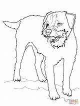 Terrier Border Coloring Pages Dog Drawing Collie Boston Scottish Printable Bone Supercoloring Dogs Colouring Yorkshire Puppy Kids Getcolorings Yorkie Getdrawings sketch template