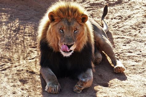 lion cat royalty  stock photo