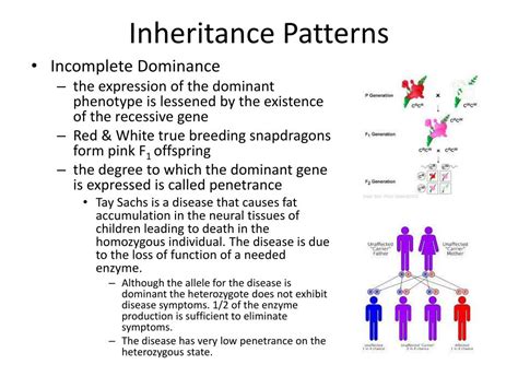 Ppt Inheritance Patterns Powerpoint Presentation Free Download Id