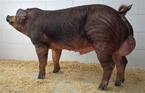 boar stud    semen  collected farmers weekly