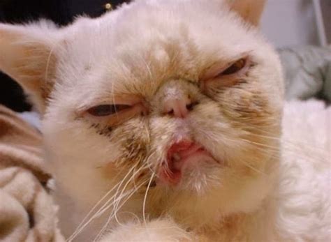 This Cat Is Not Impressed Ugliest Cats Ever