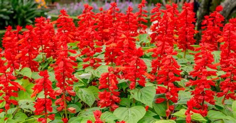 How To Grow Scarlet Sage Flowers Useful Tips