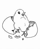 Coloring Chicken Baby Easter Pages Chick Cute Chicks Animal Sheet Kids Drawing Printable Egg Cartoon Ages Animals Library Printing Popular sketch template