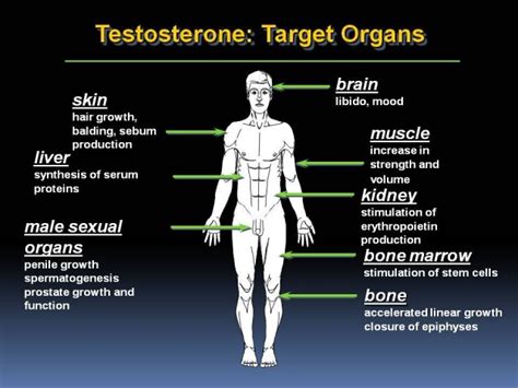 Testosterone Replacement And Anabolic Steroids Part 1 Ironmag