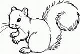 Coloring Squirrel Clipart Preschool Library sketch template