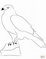 Coloring Falcon Pages Outline Printable Drawing Silhouettes Crafts sketch template