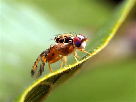 fruit fly infestation spray britannica
